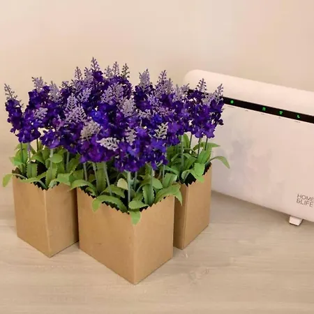 Sara Luxury 2 סורנטו